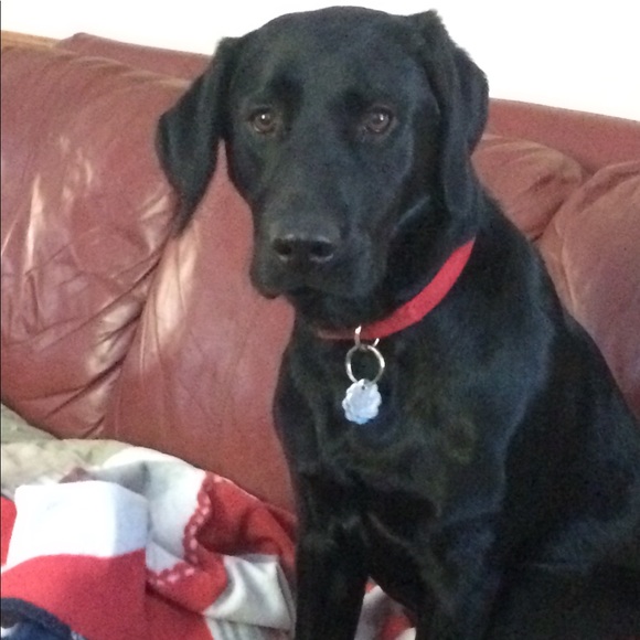 Meet your Posher, Suellen - Picture 1 of 1